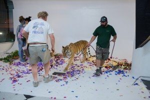 Live Tiger at FD Photo Studio!