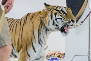 Live Tiger at FD Photo Studio!