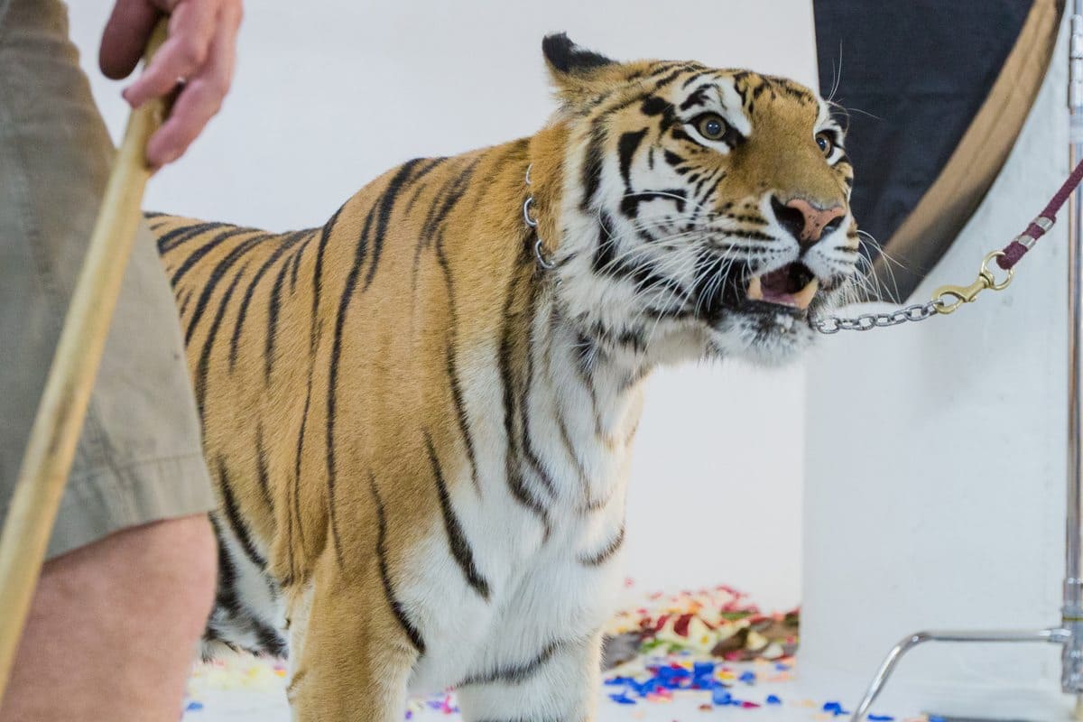 Live Tiger at FD Photo Studio!