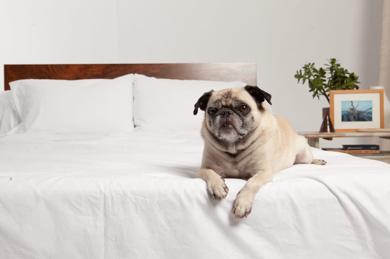 Authenticity 50 and Jaxon the Pug