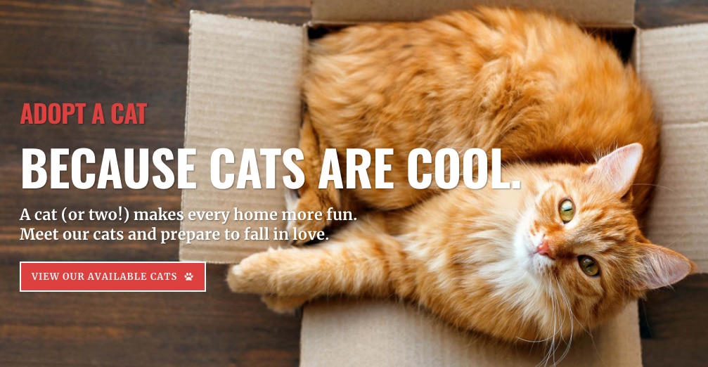 Rescue Mixer : Photography Event with extra Feline