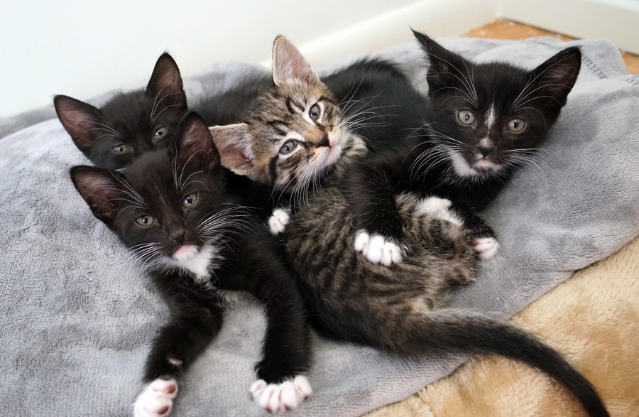 Rescue Mixer : Photography Event with extra Feline | FD Photo Studio