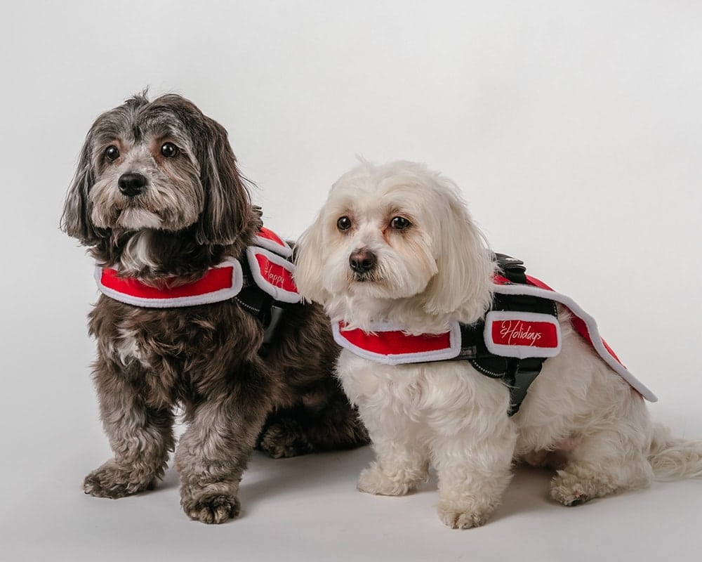 !C, blog, !done, photoshop, photographer, photoshoot, photography services, Shot at FD Photo Studio, stage C, FD Photo Studio, DTLA, studio photography, rental stages, Los Angeles, Wrong Ron, wrongron, Adorable Pups at FD Studio