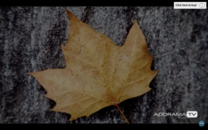 Become Better Photographer: Fill the Frame  with David Bergman