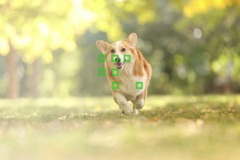 camera auto focus